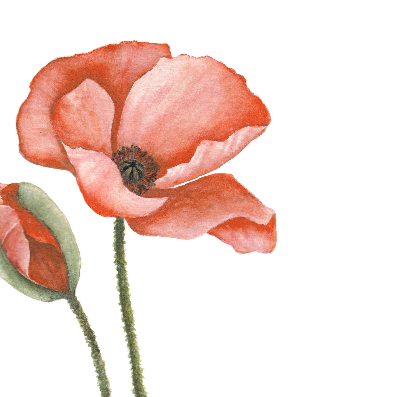 Bild Mohn