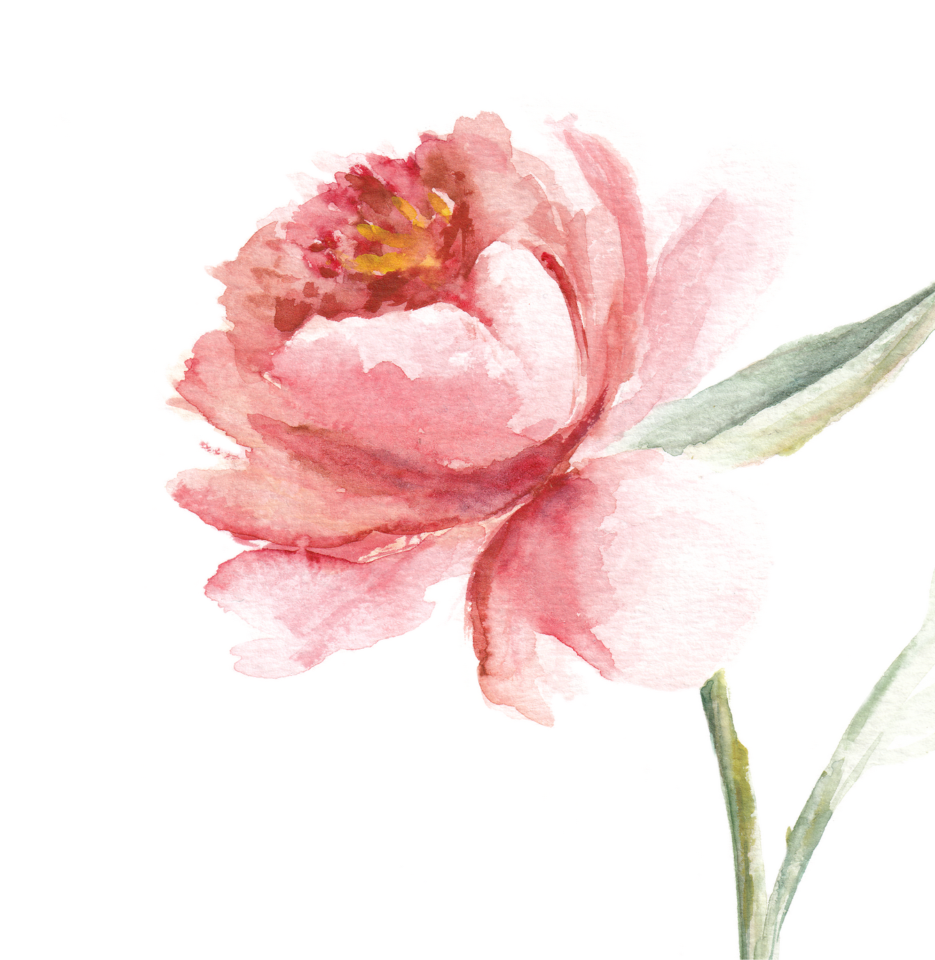 Bild Paeonia