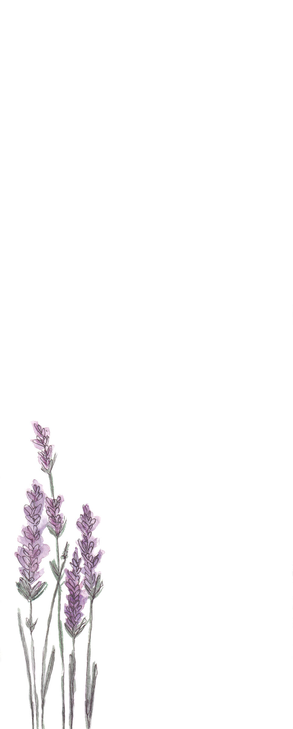 Bild Lavendel_LK