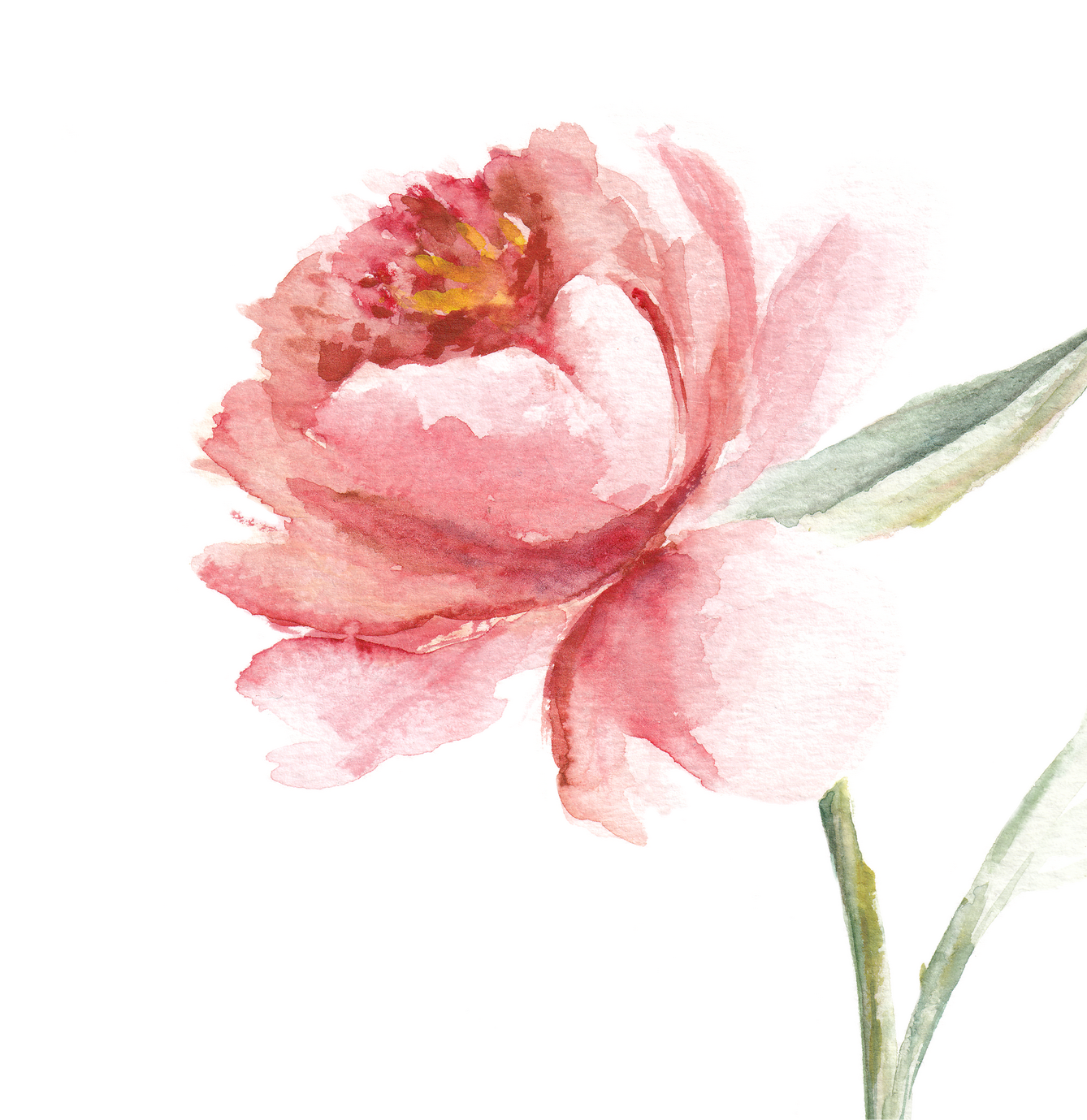 Bild Paeonia