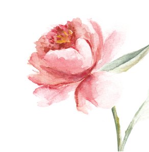Paeonia