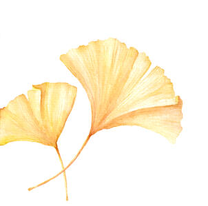 Gingko gelb