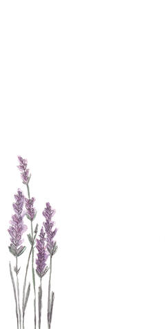 Lavendel _LK