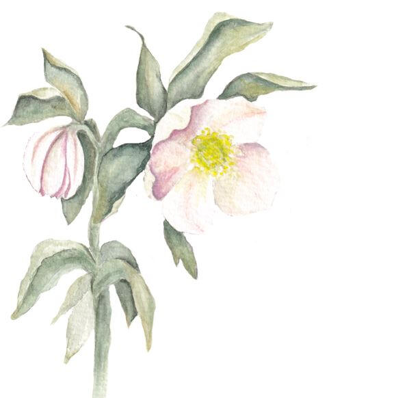 Bild Christrose