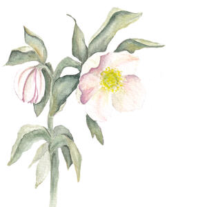 Christrose